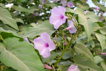 Ipomoea carnea, Ipomoea carnea, the pink morning glory is a species of morning glory that grows as a bush, A close view of Ipomoea carnea flower in nature, Chakwal, Punjab, Pakistan
