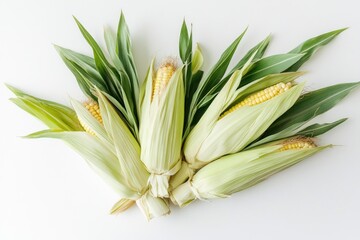 Obraz premium A close-up shot of fresh corn on the cob with husks, arranged on a white background.
