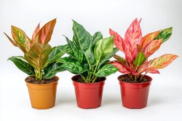 A potted plants with different leaf variations, red, green and orange, in brown, red and dark red pots on white background.
