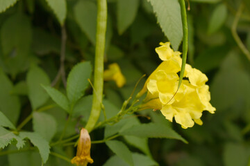Yellow trumpetbush (Tecoma stans) Called Yellow bell or Yellow Elder Flower, trumpet flower, Beautiful bunch of yellow flowers closeup with green leaves Background, tecoma stans