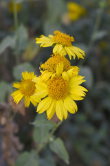Golden Crownbeard (Also called Golden Crownbeard, Copen Daisy, golden crown beard) in the nature, Golden Crownbeard Flower closeup,Beautiful yellow flower closseup in nature Chakwal, Punjab, Pakistan