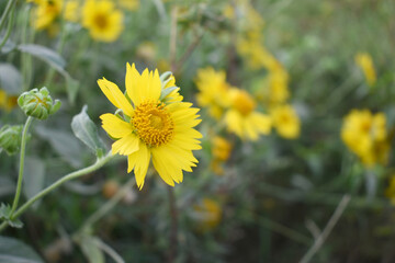 Obraz premium Golden Crownbeard (Also called Golden Crownbeard, Copen Daisy, golden crown beard) in the nature, Golden Crownbeard Flower closeup,Beautiful yellow flower closseup in nature Chakwal, Punjab, Pakistan