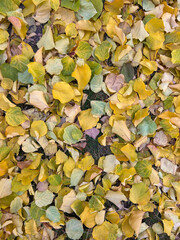 Texture leaves, Background autumn leaves, Autumn wallpapers