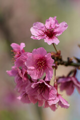 Obraz premium Pink cherry blossom on natural color background.
