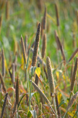 Fototapeta premium Beautiful closeup pearl millet crop field in rural area. Ripping millet crop field, Bajra crop field, Closeup view of Pearl millet plant. cultivation pearls millet fields for birds seed, Pakistan