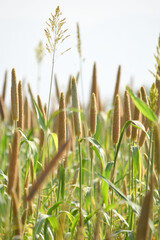 Beautiful closeup pearl millet crop field in rural area. Ripping millet crop field, Bajra crop field, Closeup view of Pearl millet plant. cultivation pearls millet fields for birds seed, Pakistan