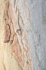 Obraz premium Eucalyptus tree bark texture, Bark of eucalyptus tree, seamless texture, a eucalyptus tree bark texture background image
