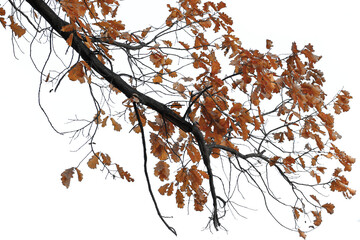Large branch of old oak tree on white background