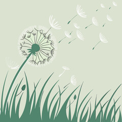 Fototapeta premium dandelion on the grass