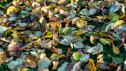 A field of leaves with a mix of green and yellow colors. The leaves are scattered all over the ground, creating a natural and peaceful atmosphere