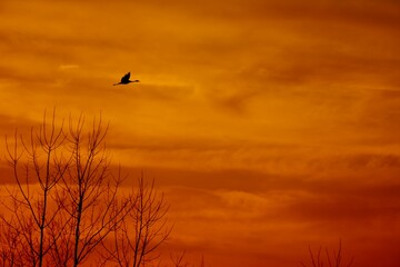 sunset in the sky with flying bird
