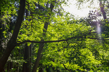 新緑と木漏れ日