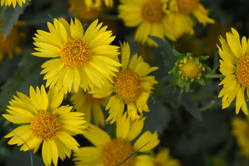 Golden Crownbeard (Also called Golden Crownbeard, Copen Daisy, golden crown beard) in the nature, Golden Crownbeard Flower closeup,Beautiful yellow flower closseup in nature Chakwal, Punjab, Pakistan