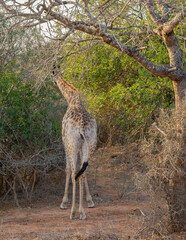 Afrikanische Tiere Giraffen Jungtier im Krüger National Park - Kruger Nationalpark Südafrika