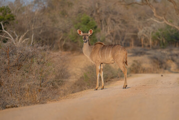 Afrikanische Tiere Weiblicher groß Kudu im Krüger National Park - Kruger Nationalpark Südafrika