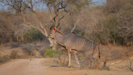 Afrikanische Tiere Männlicher groß Kudu Strepsiceros im Krüger National Park - Kruger Nationalpark Südafrika