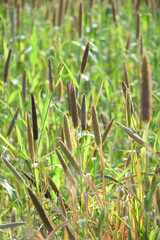 Beautiful closeup pearl millet crop field in rural area. Ripping millet crop field, Bajra crop field, Closeup view of Pearl millet plant. cultivation pearls millet fields for birds seed, Pakistan