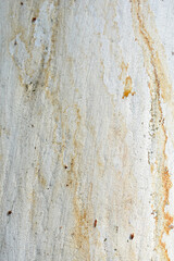 Eucalyptus tree bark texture, Bark of eucalyptus tree, seamless texture, a eucalyptus tree bark texture background image