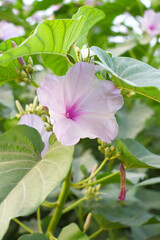 Obraz premium Ipomoea carnea, Ipomoea carnea, the pink morning glory is a species of morning glory that grows as a bush, A close view of Ipomoea carnea flower in nature, Chakwal, Punjab, Pakistan
