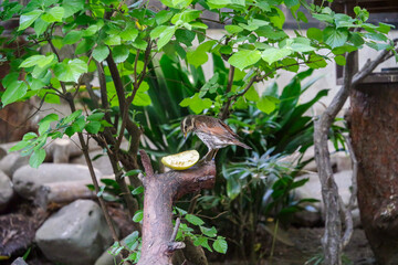 餌を食べるツグミ
