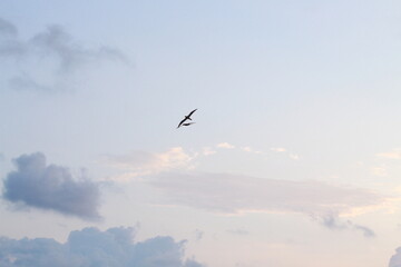 image of birds in the sky