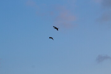 image of birds in the sky