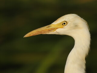 Close-up of a white heron