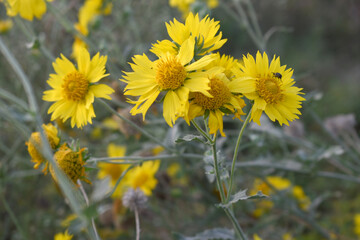 Golden Crownbeard (Also called Golden Crownbeard, Copen Daisy, golden crown beard) in the nature, Golden Crownbeard Flower closeup,Beautiful yellow flower closseup in nature Chakwal, Punjab, Pakistan