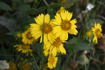 Golden Crownbeard (Also called Golden Crownbeard, Copen Daisy, golden crown beard) in the nature, Golden Crownbeard Flower closeup,Beautiful yellow flower closseup in nature Chakwal, Punjab, Pakistan