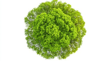 Fototapeta premium A tree is shown in the center of the image