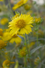 Golden Crownbeard (Also called Golden Crownbeard, Copen Daisy, golden crown beard) in the nature, Golden Crownbeard Flower closeup,Beautiful yellow flower closseup in nature Chakwal, Punjab, Pakistan
