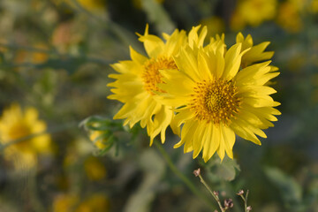Golden Crownbeard (Also called Golden Crownbeard, Copen Daisy, golden crown beard) in the nature, Golden Crownbeard Flower closeup,Beautiful yellow flower closseup in nature Chakwal, Punjab, Pakistan
