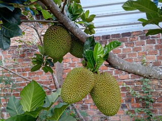 Artocarpus heterophyllus. Unripe jackfruit hanging on Jack tree. Tropical exotic fruit.