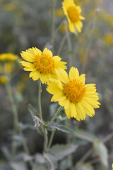 Golden Crownbeard (Also called Golden Crownbeard, Copen Daisy, golden crown beard) in the nature, Golden Crownbeard Flower closeup,Beautiful yellow flower closseup in nature Chakwal, Punjab, Pakistan