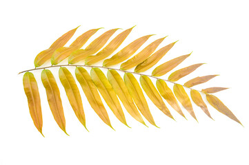 Red fern leaves isolated on white vackground