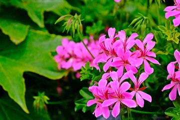 Beautiful blooming pink Geranium Ivy pelargonium peltatum Cascade in the garden.