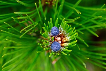Small cones of Siberian cedar pine or Siberian cedar, Pinus sibirica on a branch. Siberian pine cone and needles like leaves.