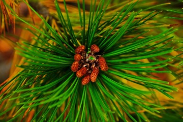 Close-up of a green pine branch with young brown cones. The macro shot highlights needle textures against a warm, blurred background, symbolizing nature, growth, and renewal.