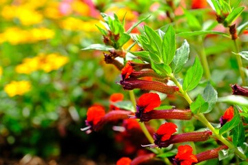 Beautiful Bat-faced or Red Cuphea (Cuphea llavea) with dark purple faces and red ears flowers in the garden.