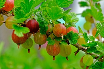 Fresh organic berries of the gooseberries grow on the branch in the garden.