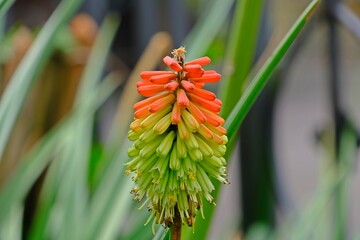 Beautiful Kniphofia uvaria, also known as tritomea, torch lily or red hot poker flower in the garden.