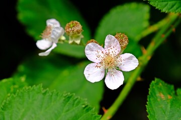 Beautiful blossom white Blackberry flower with blureed green leaves in the garden.