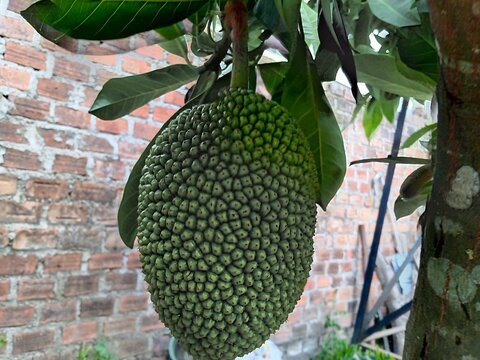 Artocarpus heterophyllus. Unripe jackfruit hanging on Jack tree. Tropical exotic fruit.
