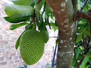 Artocarpus heterophyllus. Unripe jackfruit hanging on Jack tree. Tropical exotic fruit.