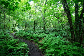fine spring path through dense ferns
