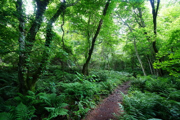 Obraz premium old trees in spring forest
