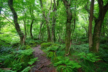 Obraz premium mossy rocks and old trees in spring forest