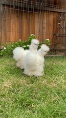 Silkie Chickens in spring 