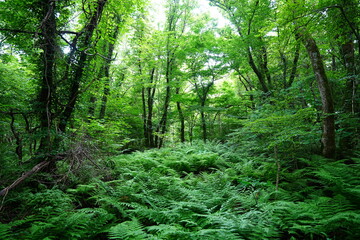 Fototapeta premium wild spring forest in the sunlight