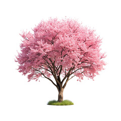 Fototapeta premium Beautiful cool and nature sakura PNG